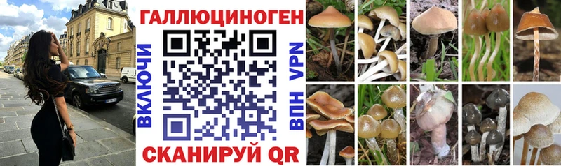 купить закладку  Закаменск  Галлюциногенные грибы Psilocybine cubensis 